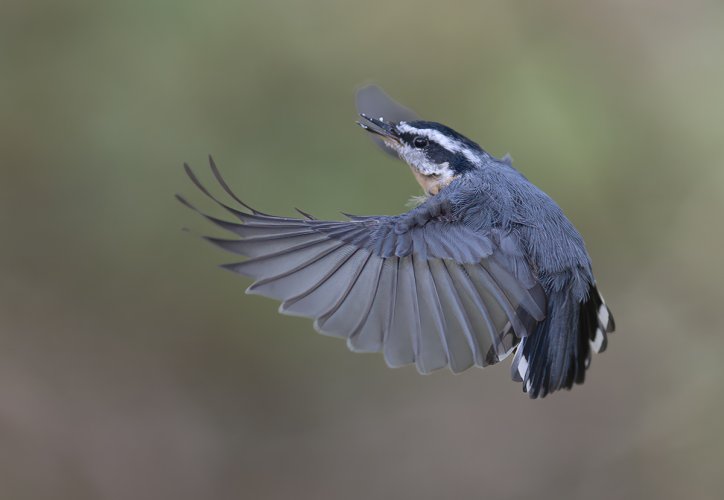 Red Breasted Nuthatch in flight: