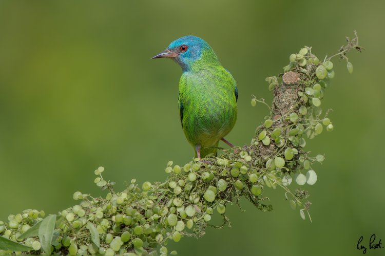 Blue Dacnis