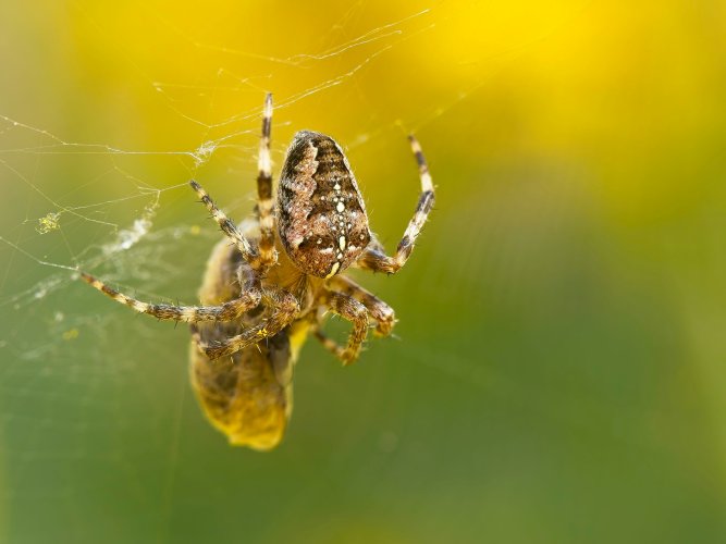 Cross spider