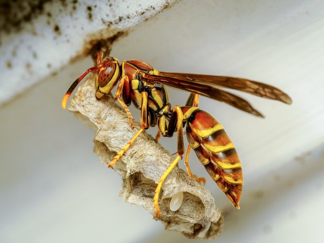 Wasps