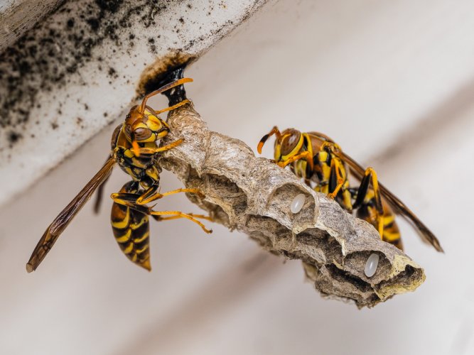 Wasps