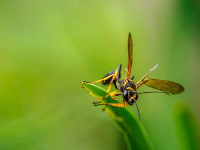 Wasps