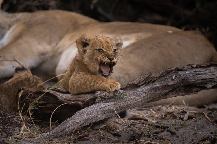 Botswana!