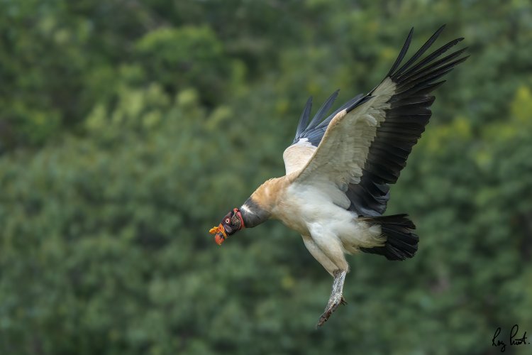 King Vulture