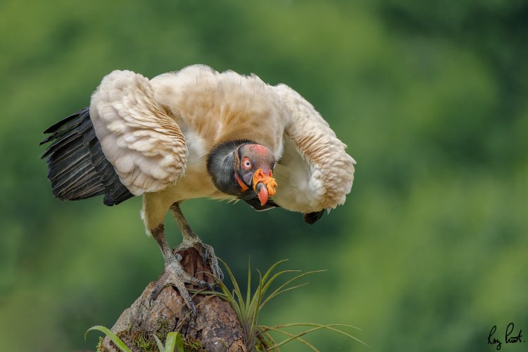 King Vulture