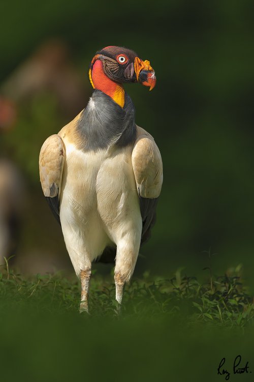 King Vulture