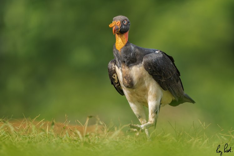 King Vulture