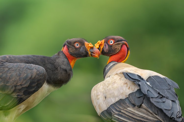 King Vulture