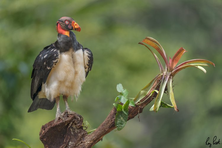 King Vulture