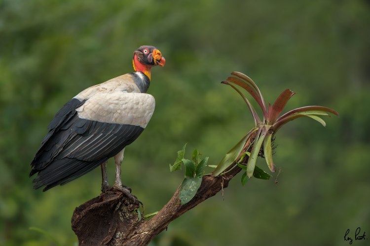 King Vulture