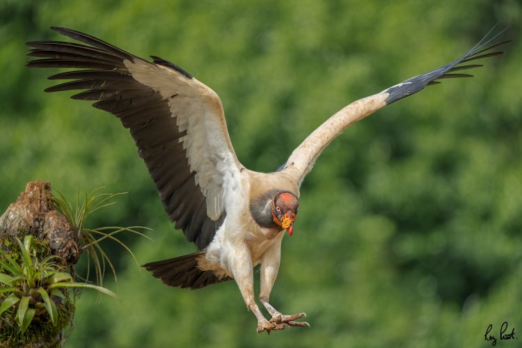 King Vulture