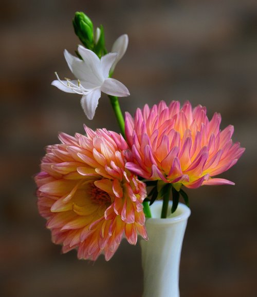 Dahlias and Hosta