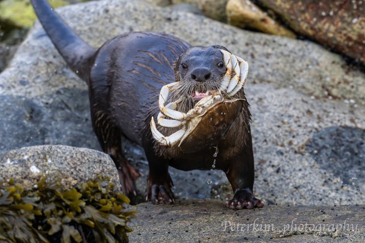 Alien Otter