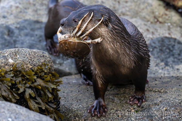 Alien Otter