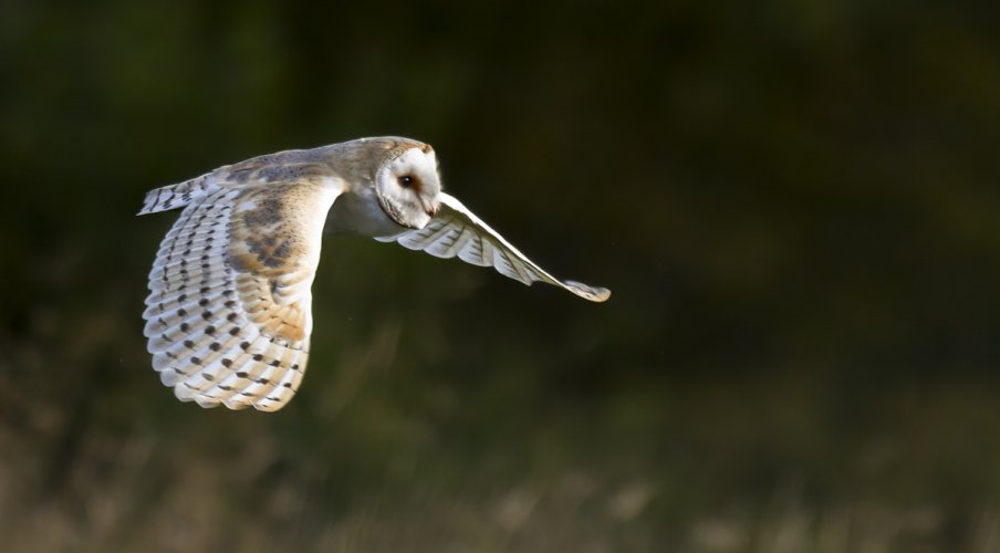 Barn Owl in Flight 11 Aug 24