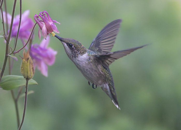 Ruby Throated Humming Bird