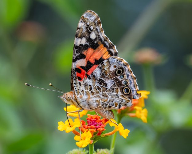 Lepidoptera in the Lantana Patch