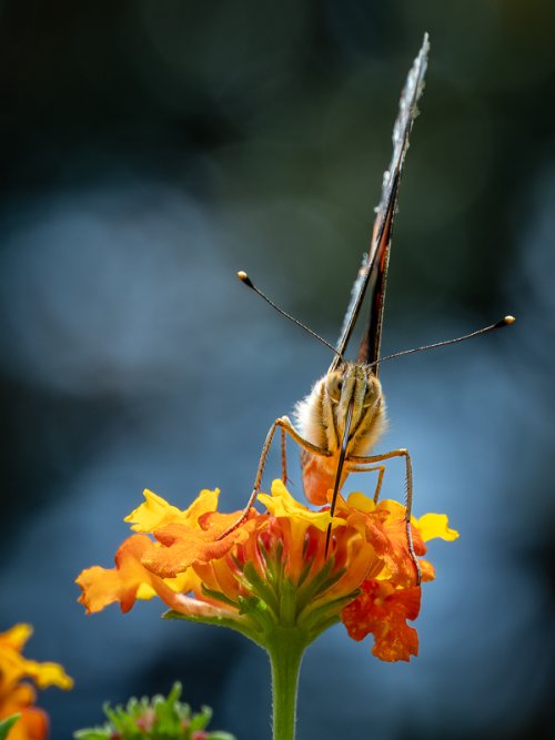 Lepidoptera in the Lantana Patch