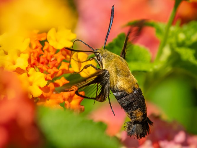 Lepidoptera in the Lantana Patch