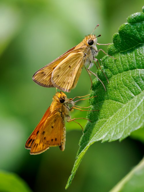 Lepidoptera in the Lantana Patch