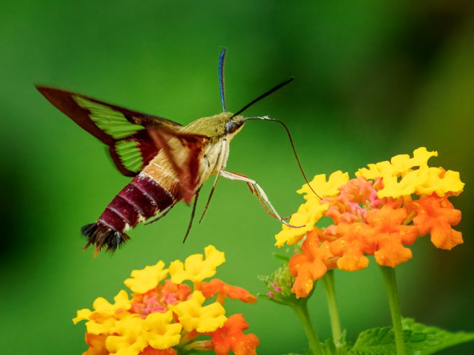 Lepidoptera in the Lantana Patch