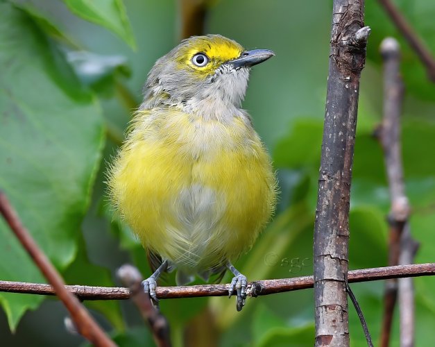 White-eyed Vireo.