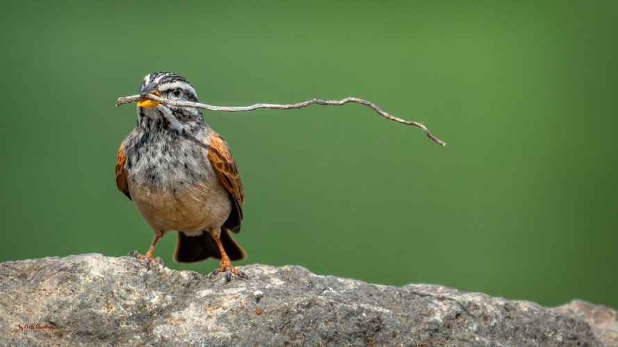 The Branch Manager