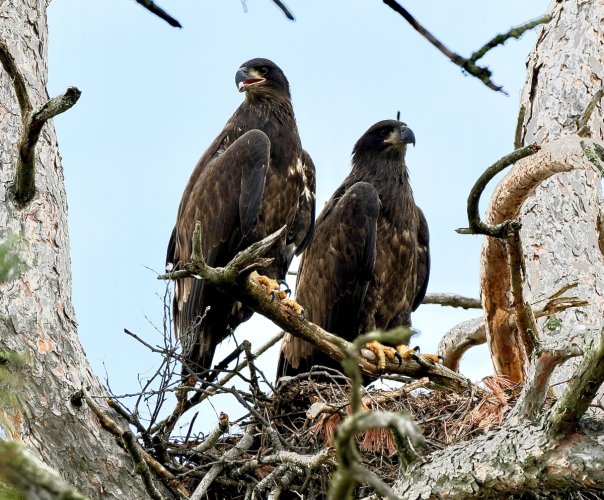 Baby eagles