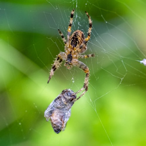 Orb Web Spider in it's Larder