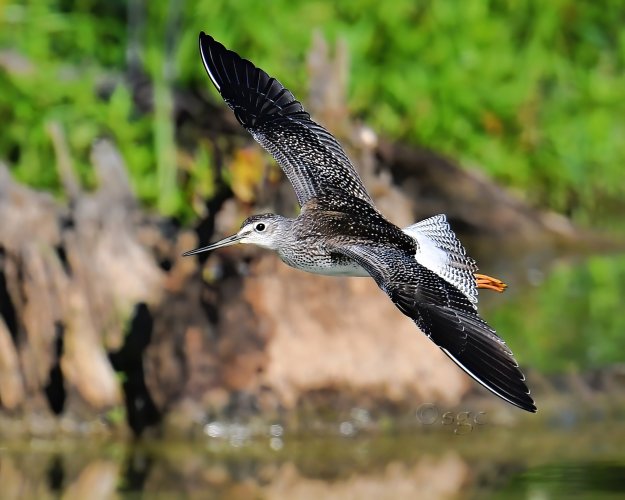 Spot on a Yellowlegs Shorebird.