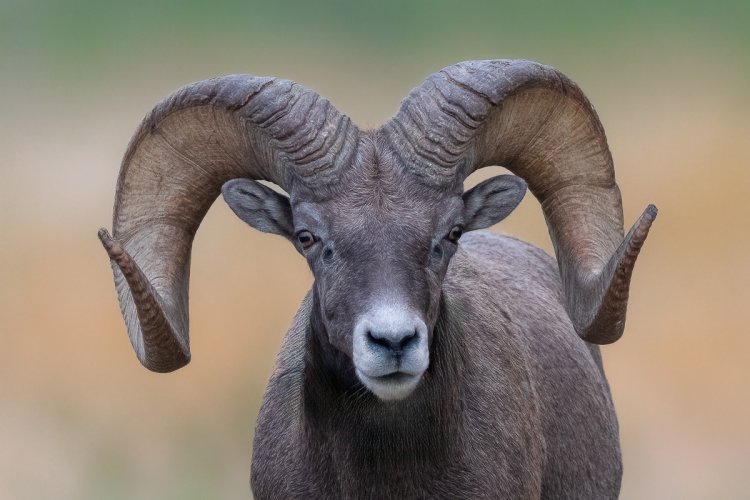 Bighorn Sheep Ram