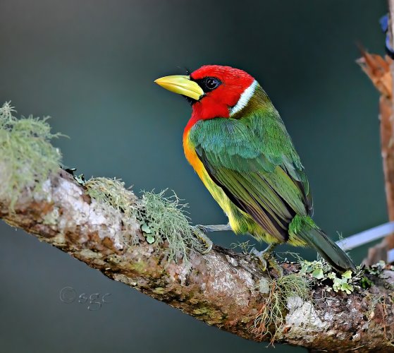 Red-headed Barbet.