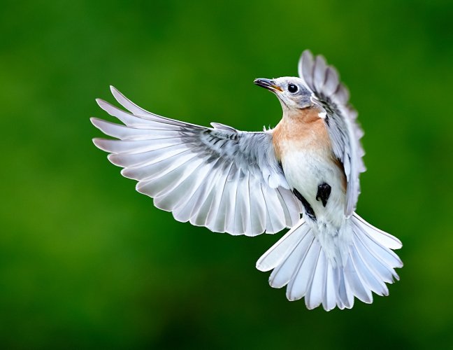 Two Bluebirds