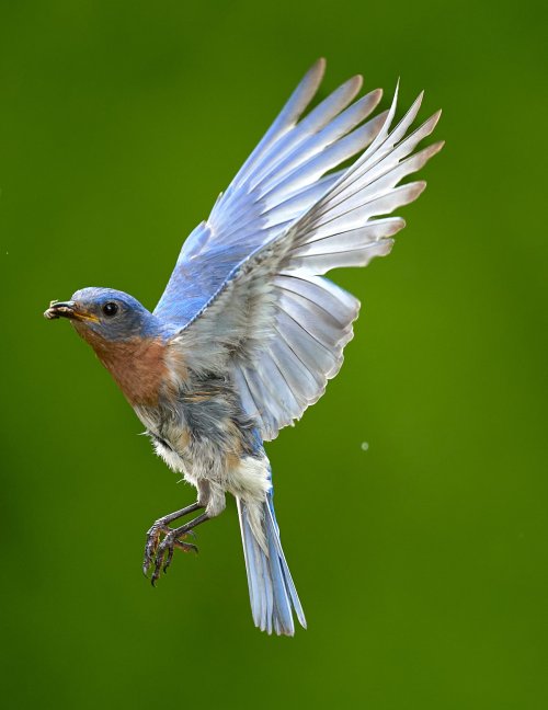 Two Bluebirds