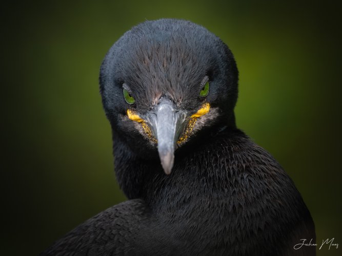 The stare (European shag)