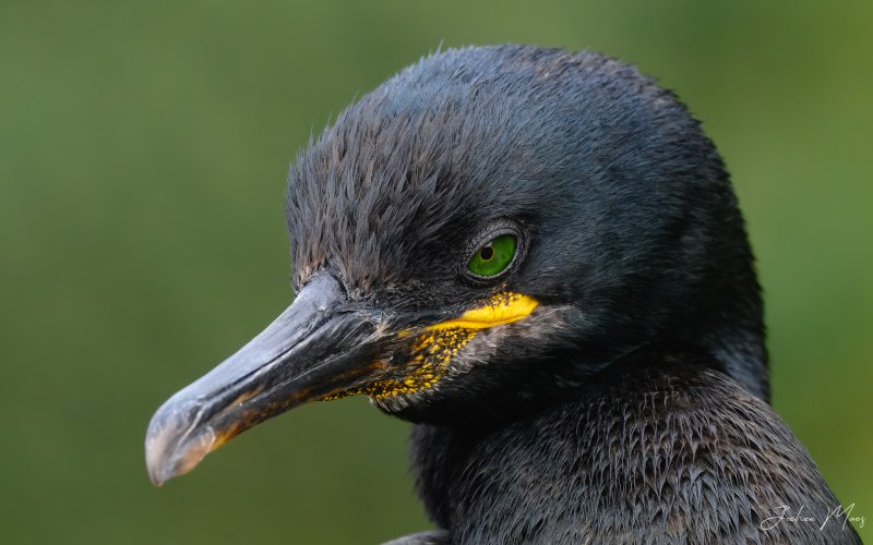 The stare (European shag)