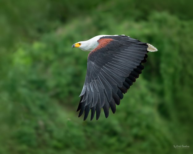 African Fish Eagle in flight