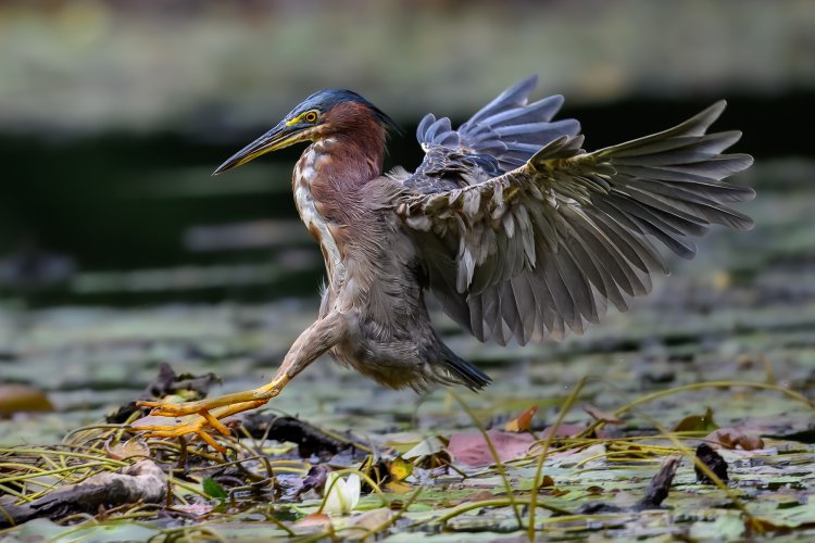 Green Herons Have Become #1 Target