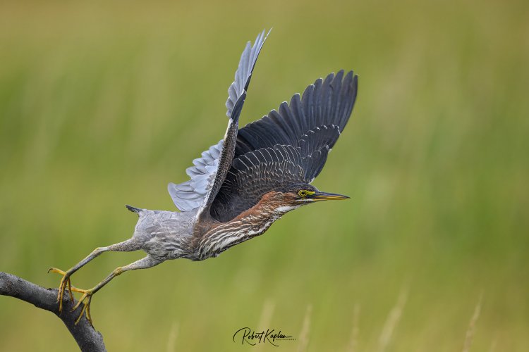 Green Herons Have Become #1 Target