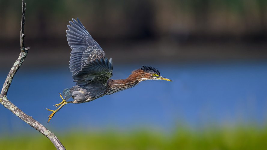 Green Herons Have Become #1 Target