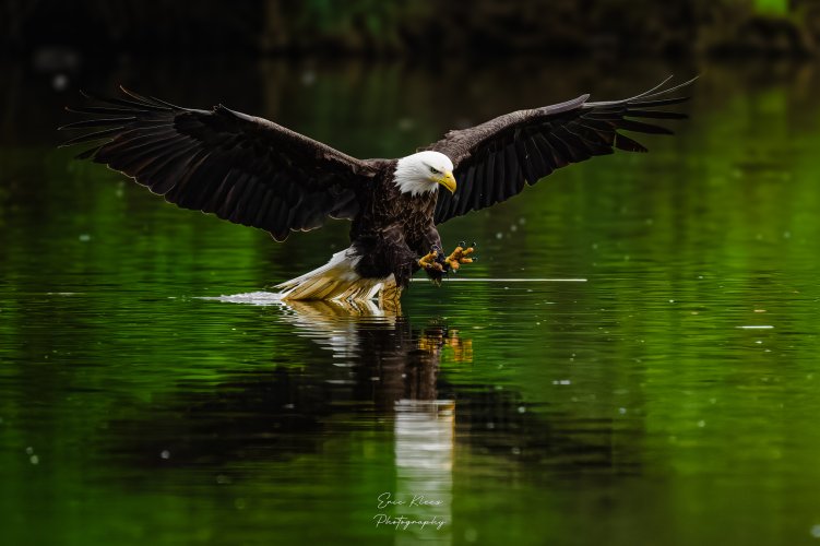 Bald Eagle 4-7-23 1a.jpg