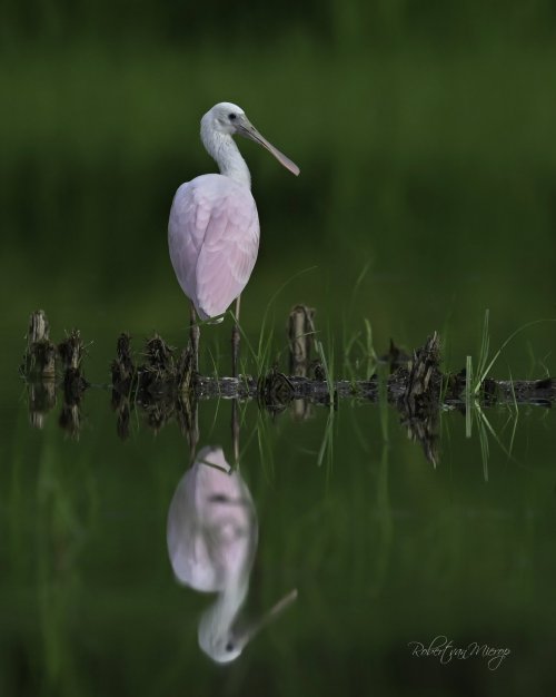 Reflecting Young Spoonbill