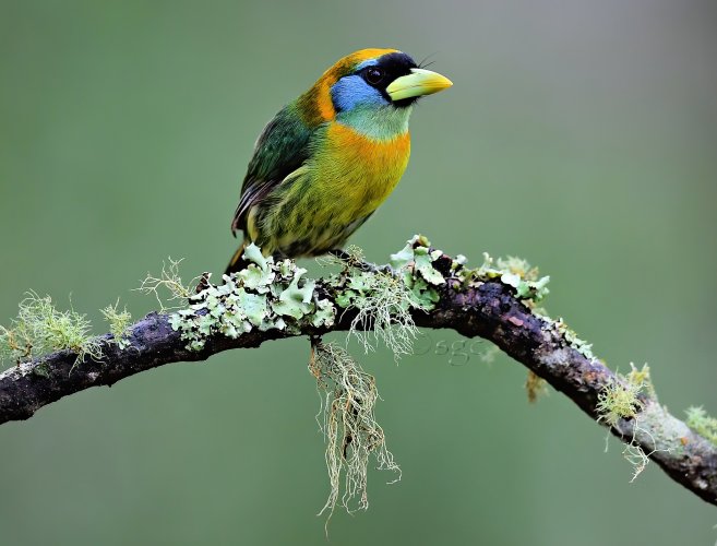 Red-headed Barbet (female)