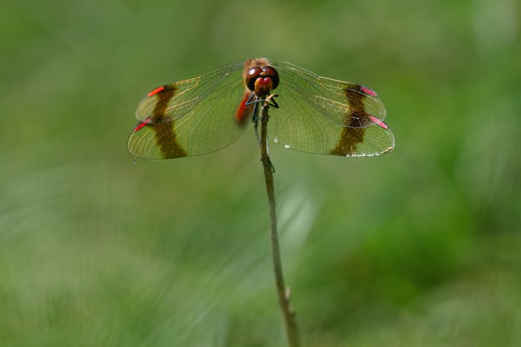 Banded darter, Sympetrum pedemontanum