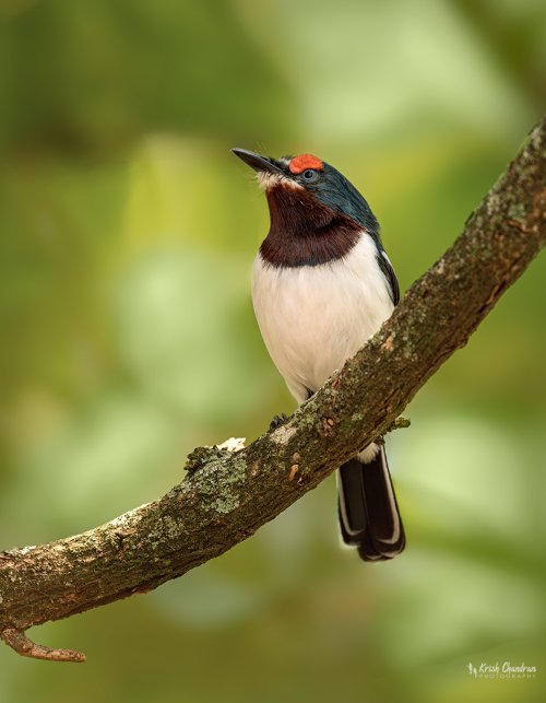 Brown-throated Wattle-Eye