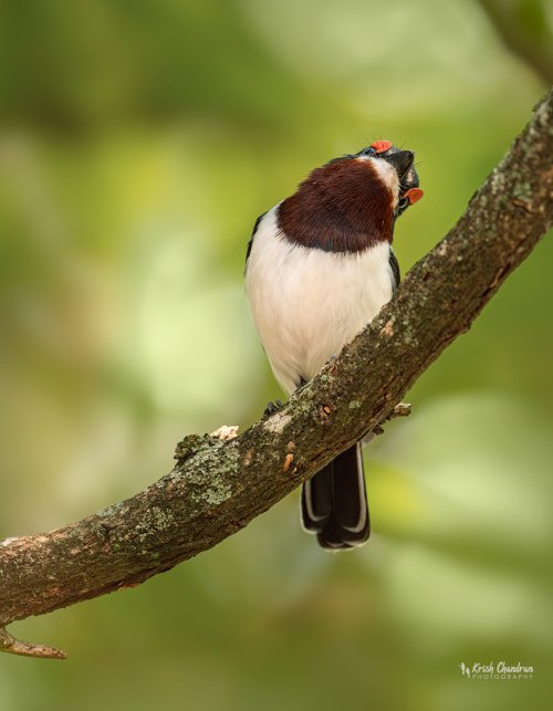 Brown-throated Wattle-Eye