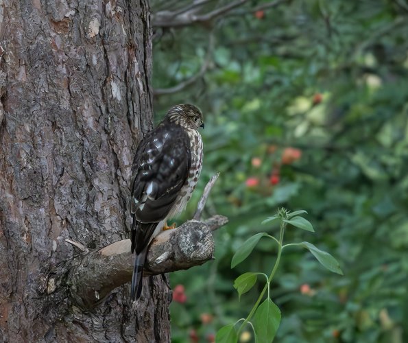 Bird ID please