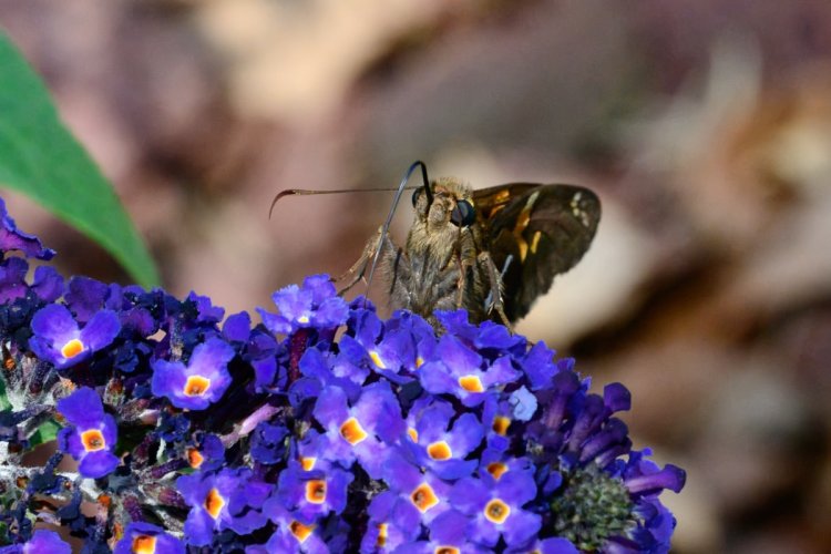 In the garden