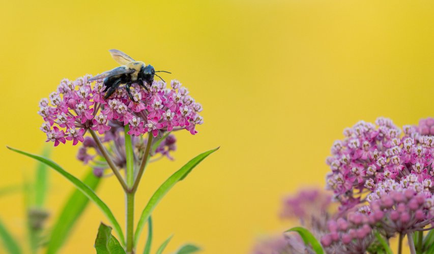 Bee and Milkweed