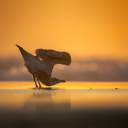 Gull at Sunset on the Beach